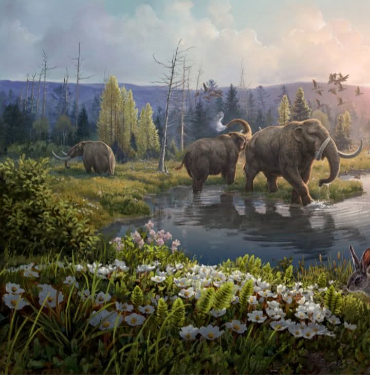 As found on https://paleontology.fandom.com/wiki/Mastodon, retrieved 07 Oct 2025, an image of a herd of Mastodons. A field at the edge of a woods is full of small, mostly deciduous trees, some bushes and shrubs, a splash of white flowers yellow irides, and ground vegetation. Some of the trees bear leaves; others are bare. A family of mastodons has the scene: an adult male is through a small pond whilst adult sprays water over herself. A young mastodon looks back the woods, which are backed by a of short, gently rolling mountains.